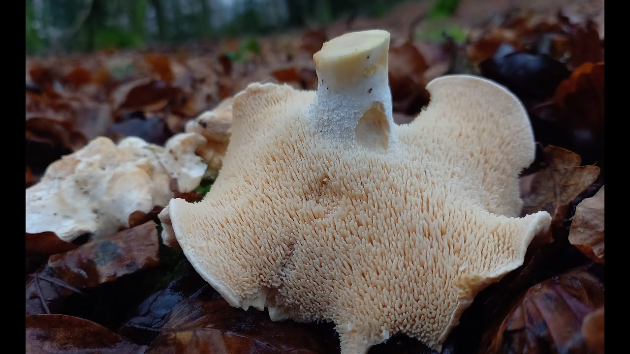 Hydnum repandum ( lengua de vaca) Hedgehog mushroom