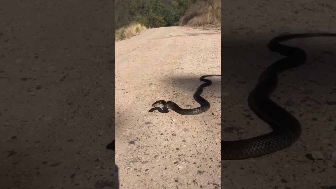 Eastern Brown Snake Squares Up to Snake Catcher After Relocation