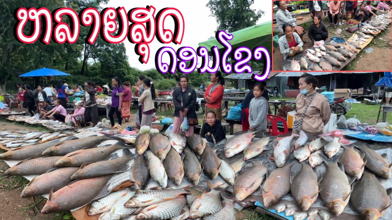 ປານ້ຳຂອງສົດໆທີ່ຕະຫລາດເຊົ້າເມືອງໂຂງ/ปลาน้ำโขงสดๆทีตลาดเช้าเมืองโขง/Lots of Mekong fish