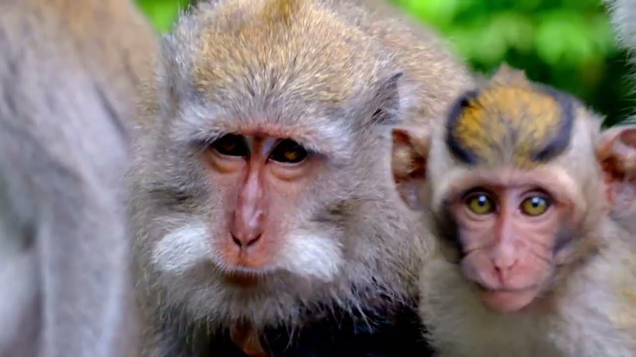 Chimpanzees and Baboons in Uganda | Incredible Wildlife Encounters 🇺🇬🐒
