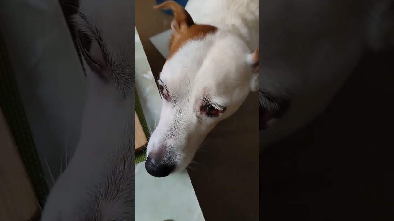 Голодновый Бадди #собака #бадди #doggo #животные #дмитров
