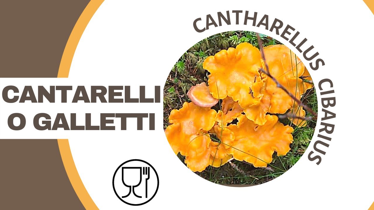 Il cantarello: un fungo molto ricercato