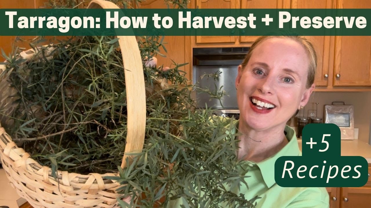 Tarragon: How to Harvest and Preserve - plus 5 recipes
