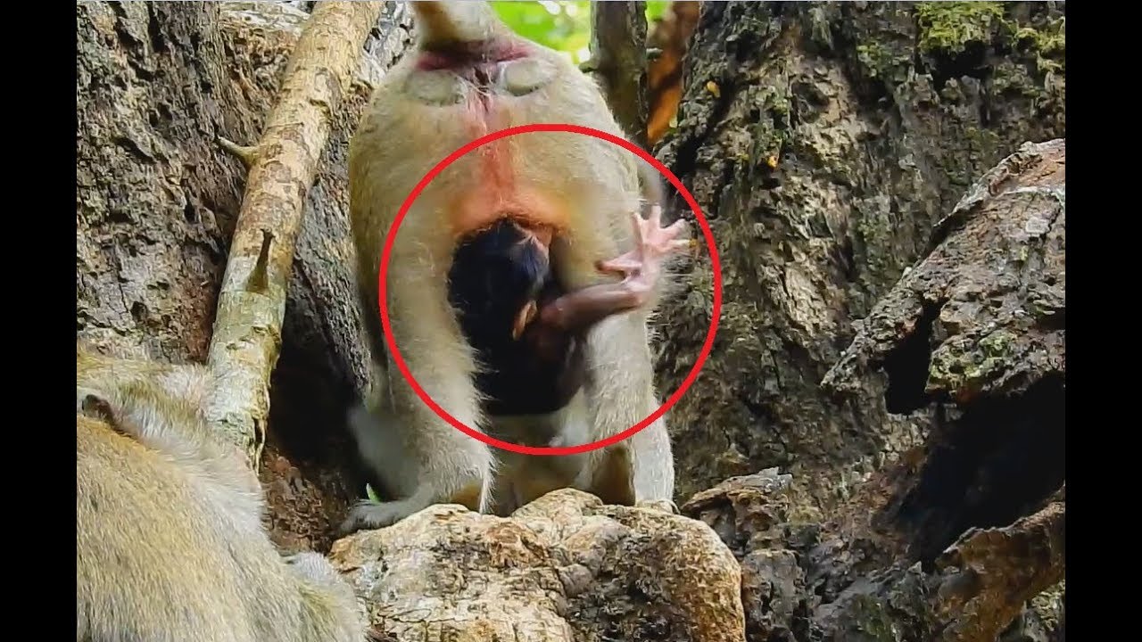 So pity newborn baby monkey just born, Young mom not knew how to take care -Baby very scare.