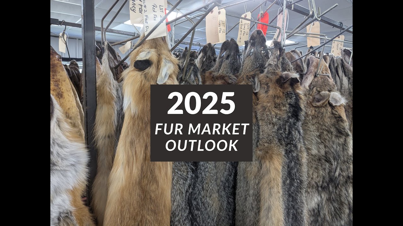 Цены на мех в 2025–2026 годах (Обзор рынка меха)