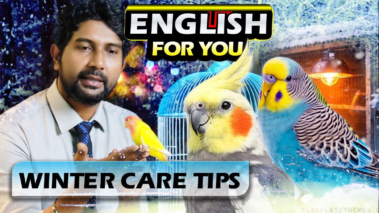 Budgies, Lovebirds & Cockatiels | Winter Care Tips (Birds English for you)