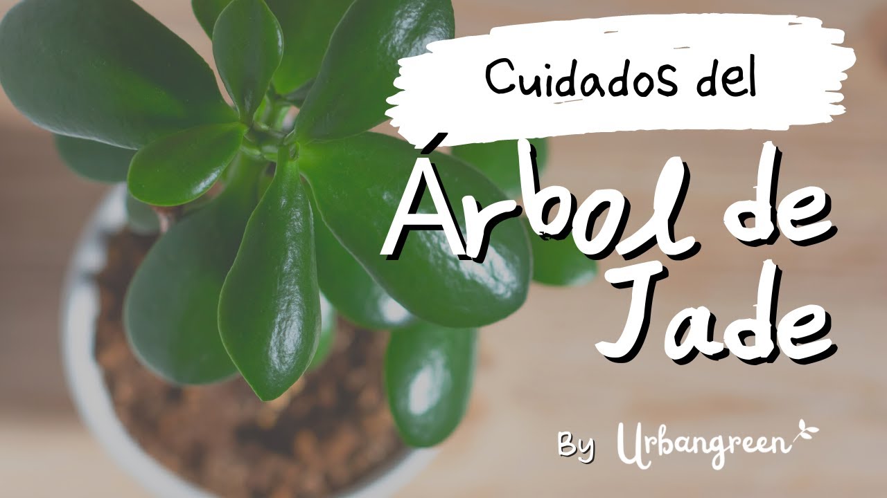 Cuidado del &Aacute;rbol de Jade (Crassula Ovata)💸 🪴 - Riego, Poda, Enfermedades y mucho m&aacute;s