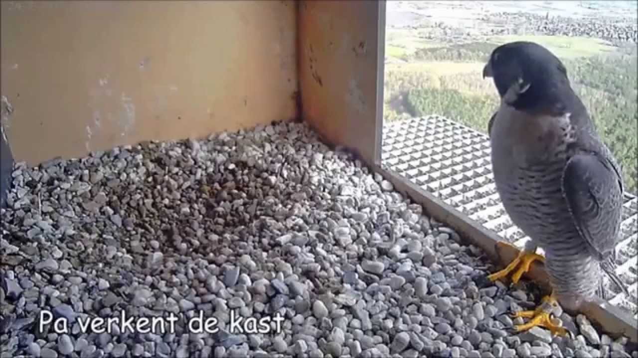 Samenvatting slechtvalk
