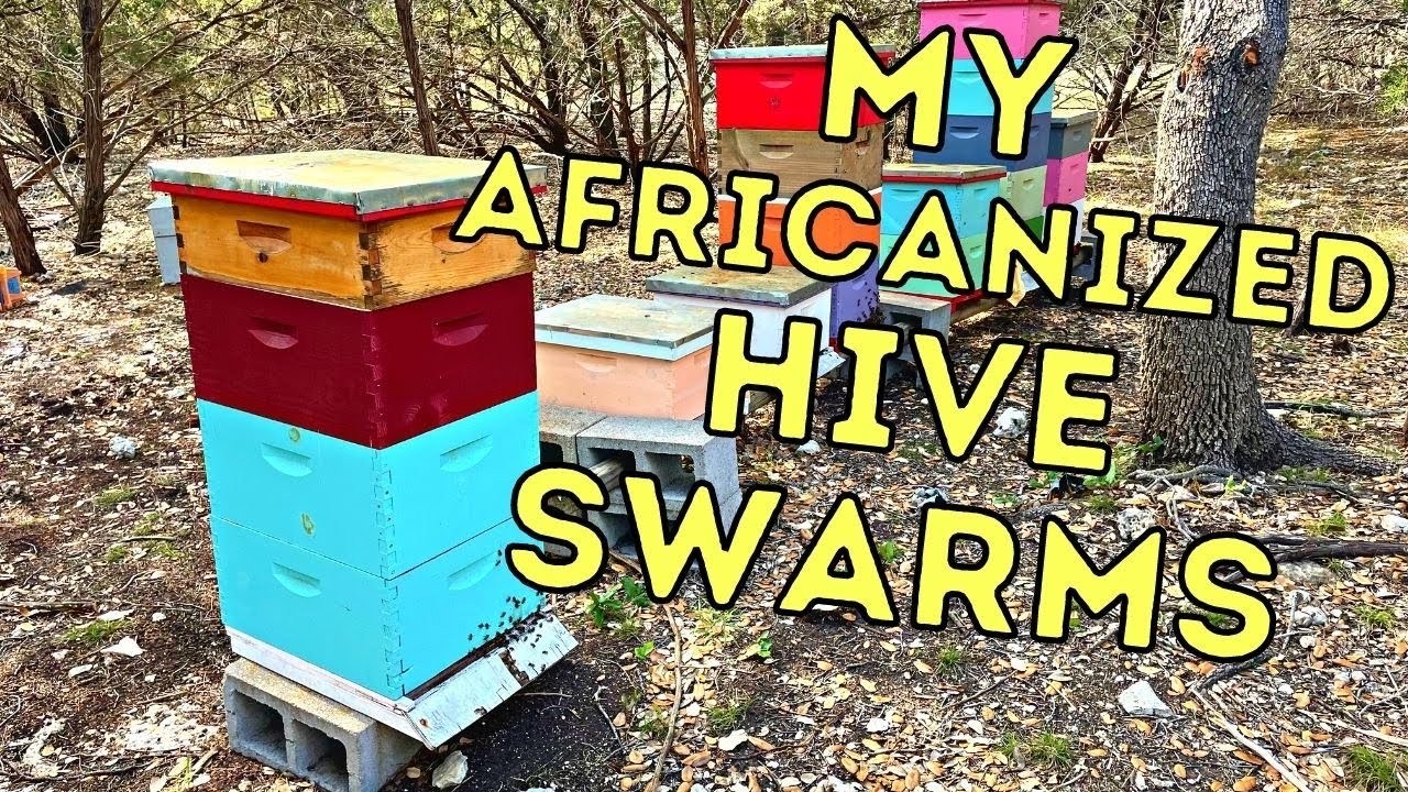 My Strongest Hive SWARMED. Now What?