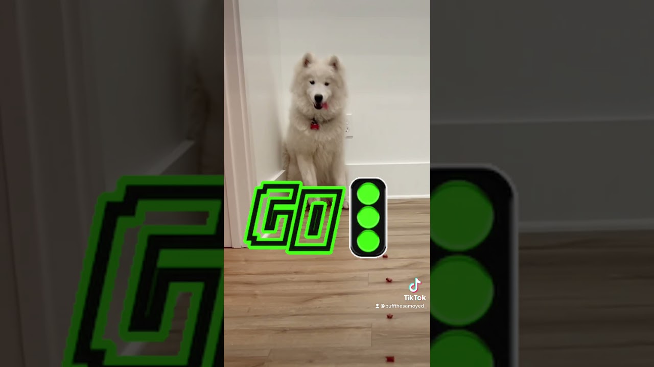 Puff plays Mario Cart! #dog #foryou #samoyed #puppy #mario #mariokart