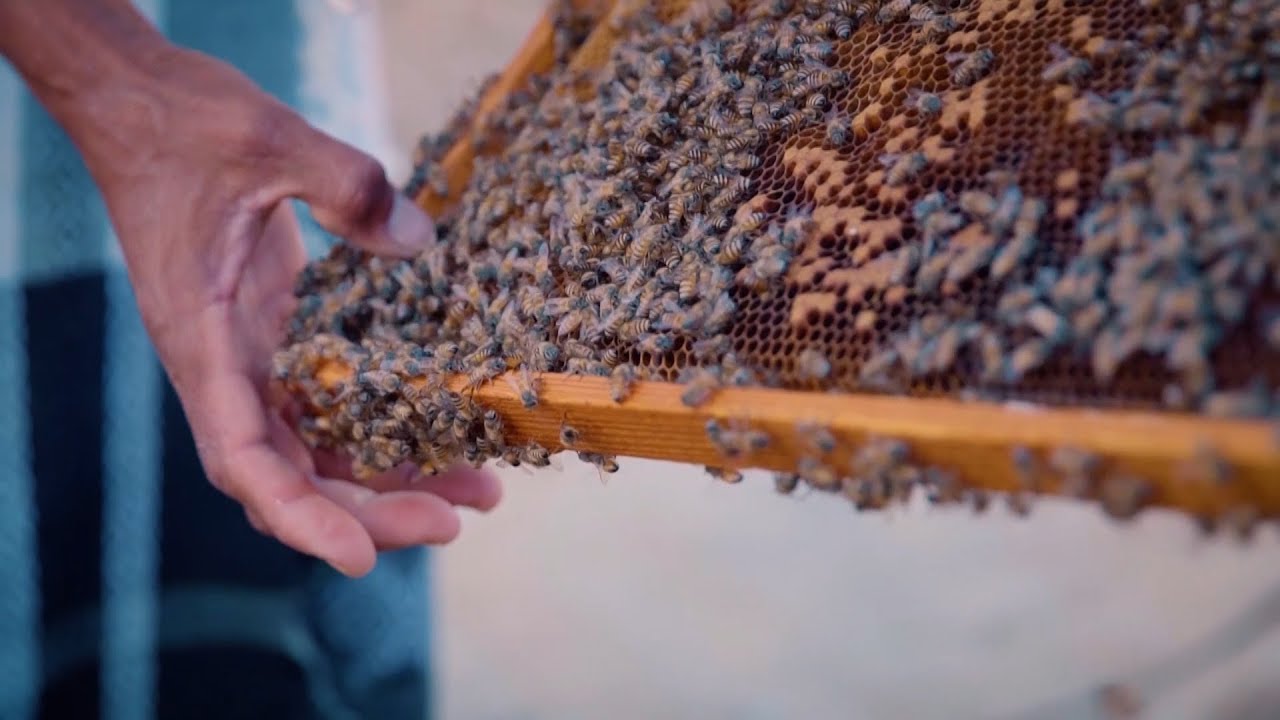حكايات حضرمية | العسل الدوعني.. فرادة المنتج وامتياز عابر للحدود