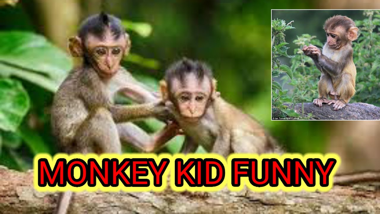 Cara memandikan monyet | monkey kid funny | animals