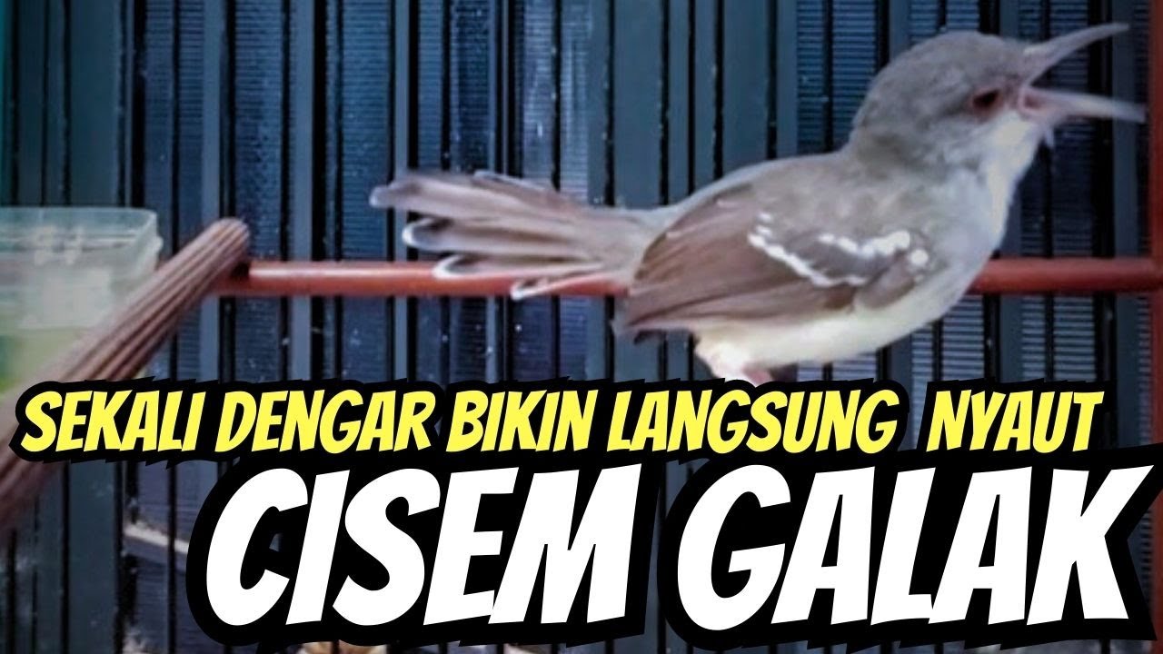 PANCINGAN CIBLEK JANTAN GALAK NEMBAK SEKALI DENGAR LANSUNG NYAUT