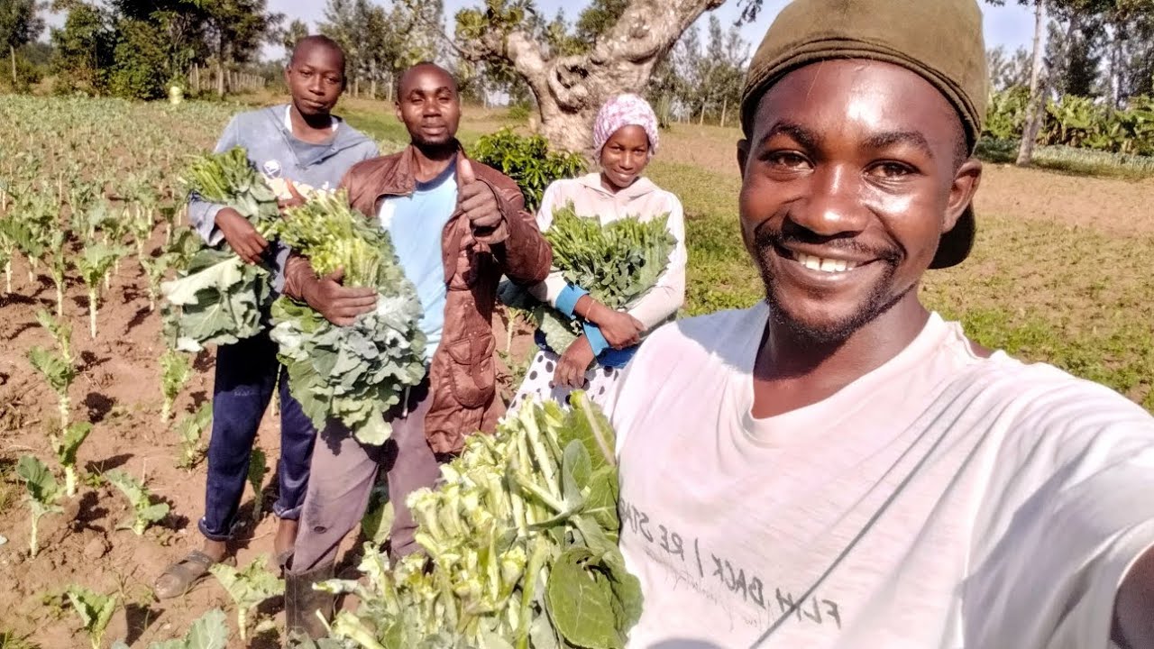 From our farm to your table: A generous 3rd harvest of healthy sukuma wiki. #kales 
