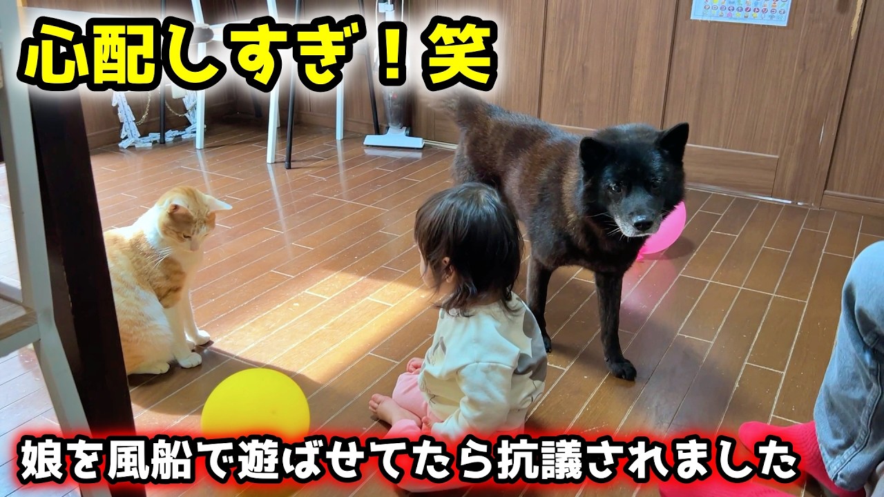 【犬の親心】赤ちゃんを風船で遊ばせてたら、過保護な甲斐犬に抗議されました