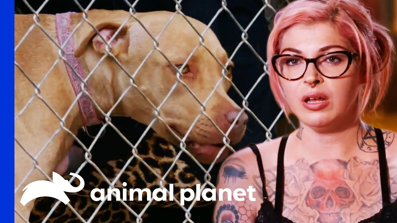 Rescuers Discover This Abandoned Pit Bull Has A Microchip | Pit Bulls & Parolees