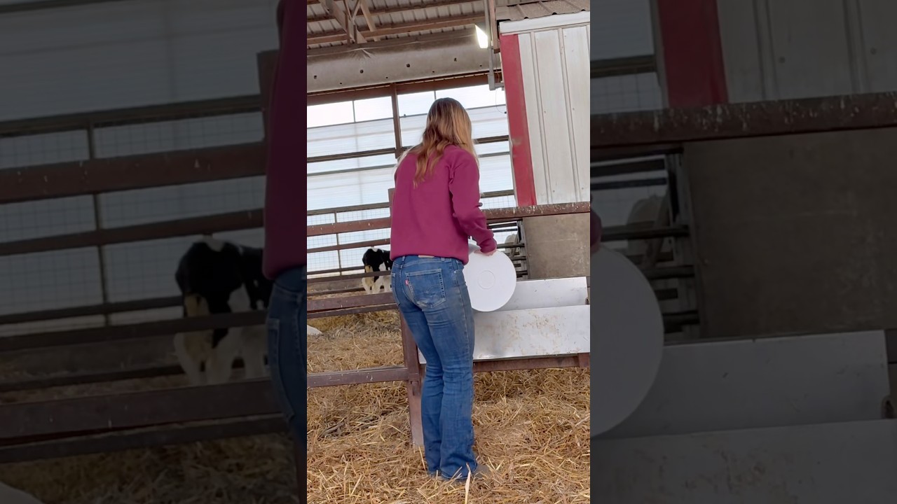 cozy calf barn mornings #farmlife #farmgirl #farmer #cattle