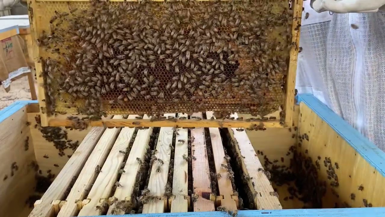 تجييش النحل في الربيع 🐝