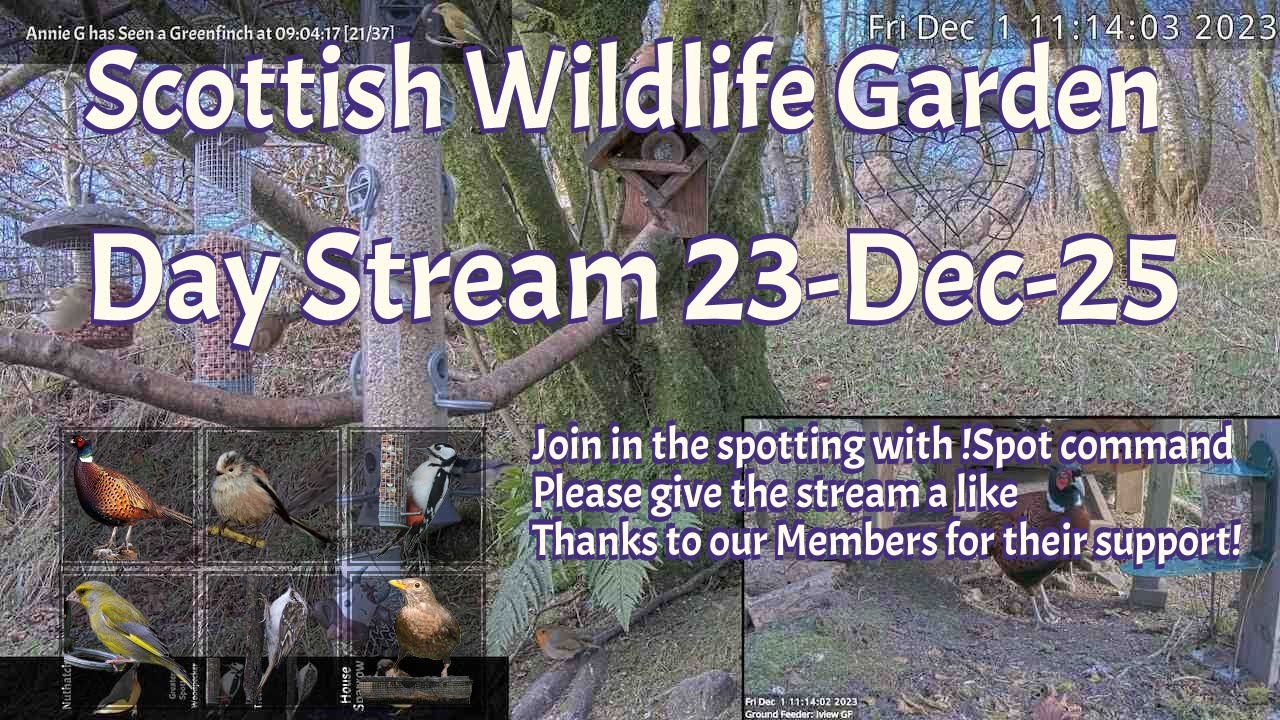 Day Stream December 23rd 2025 | Bird Feeders, Wildlife Cameras Scotland UK from SWG