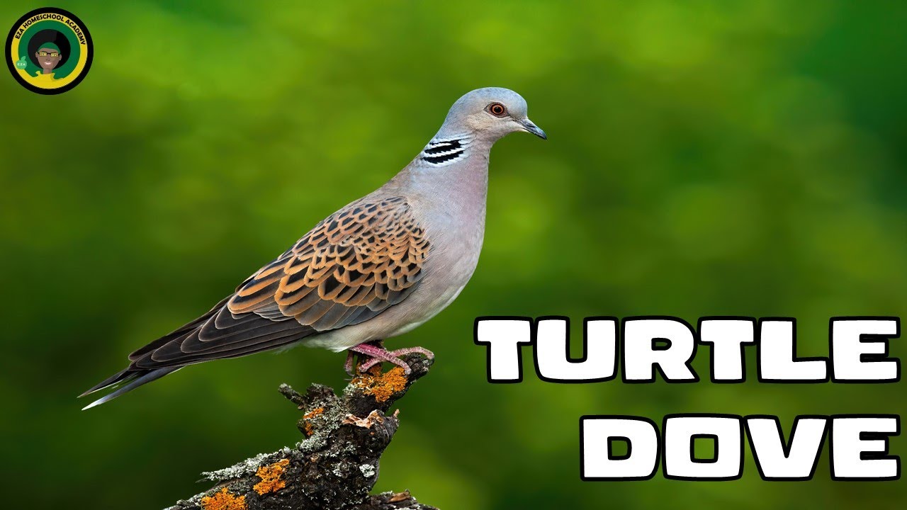 Two Turtle Doves  || Facts about European Turtle Doves