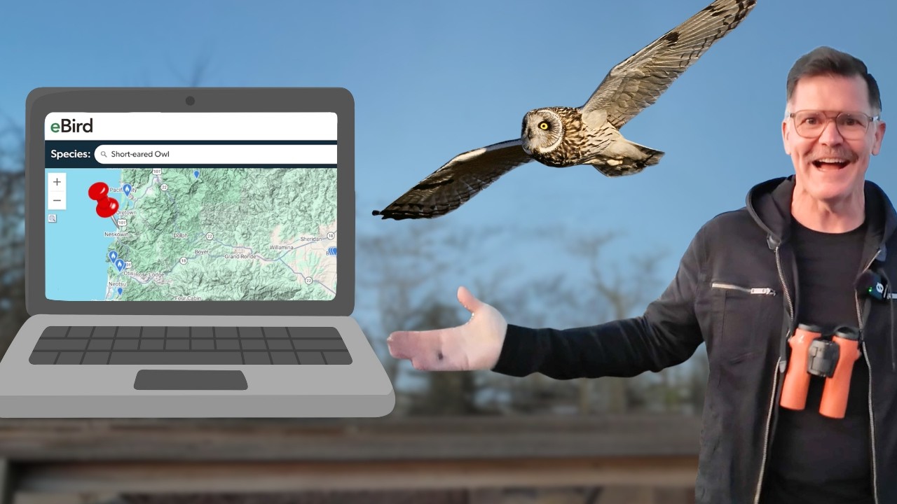 Как найти любую птицу поблизости с помощью eBird (пошаговое руководство)