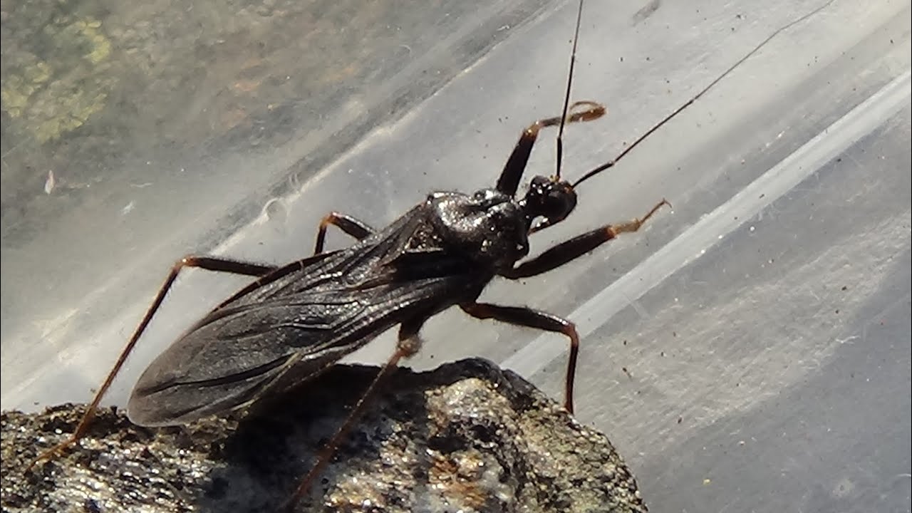 Cazador enmascarado (Reduvius personatus). Negro y despiadado. GONZALO.