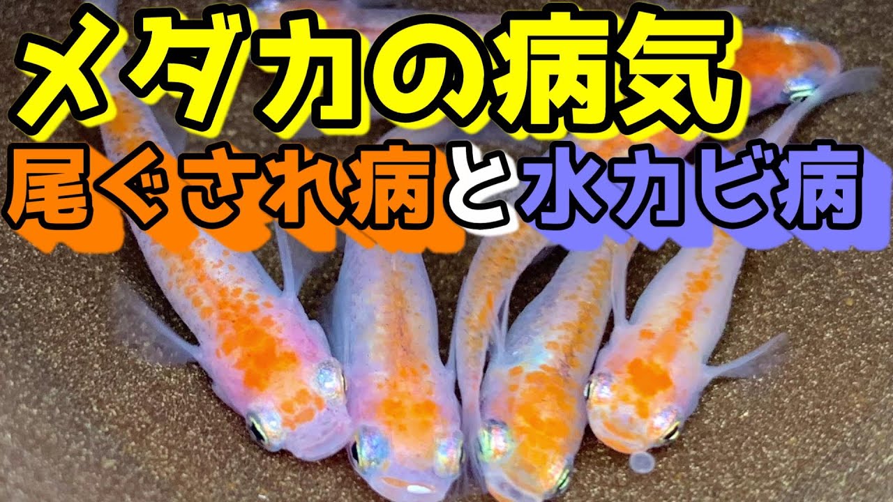 メダカの病気～尾ぐされ病と水カビ病（綿かぶり病）塩浴でメダカの病気を治療～【アクアリウム】