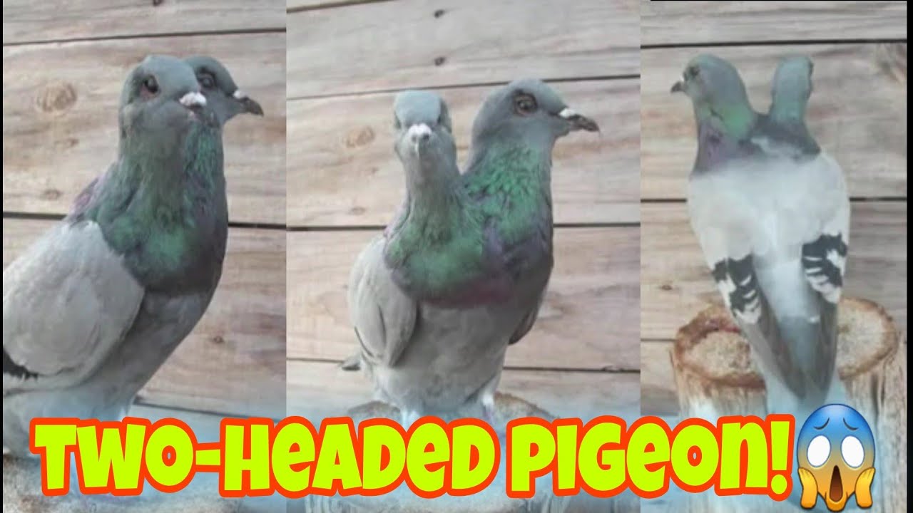 DALAWA ULO NG KALAPATI!😱 (TWO HEADED PIGEON!😱)