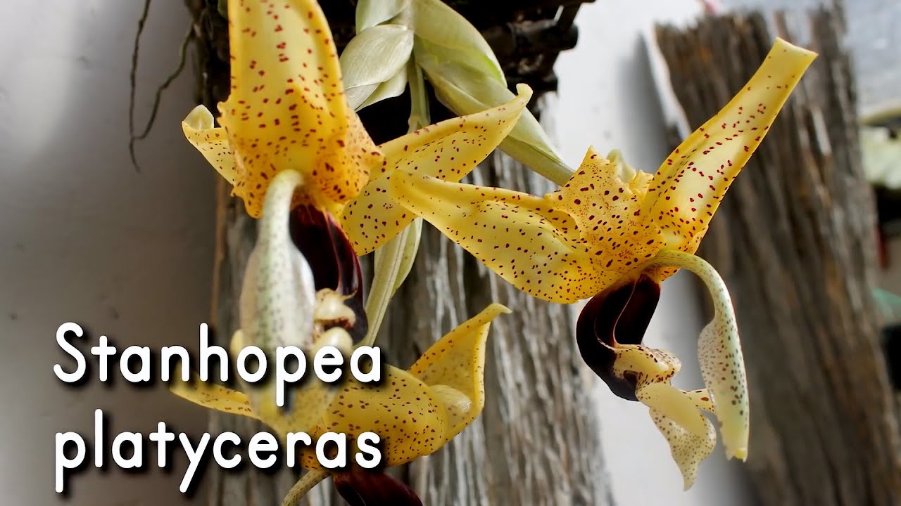 Orquídea Stanhopea platyceras