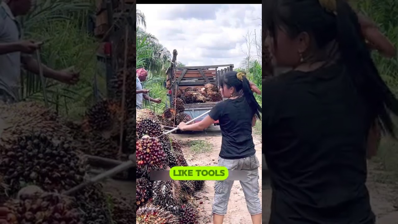 How 75kg Palm Fruit Clusters Are Harvested by Hand!: 