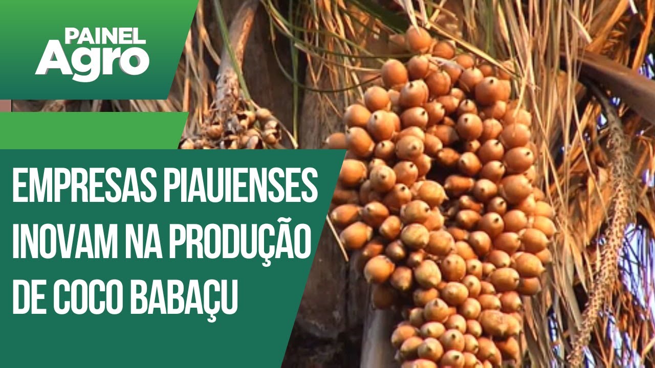 Empresas piauienses inovam na produção de coco babaçu
