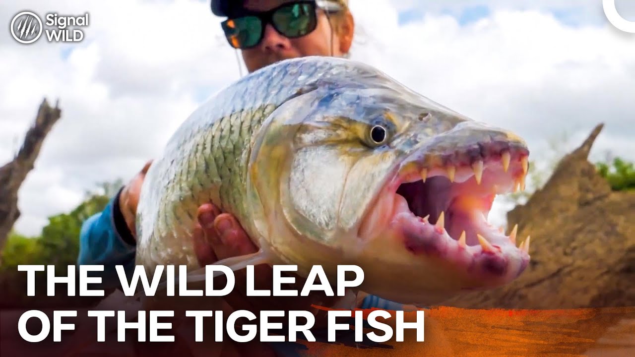 Are You Ready to Face Africa’s Giants? I Trev Gowdy's Monster Fish