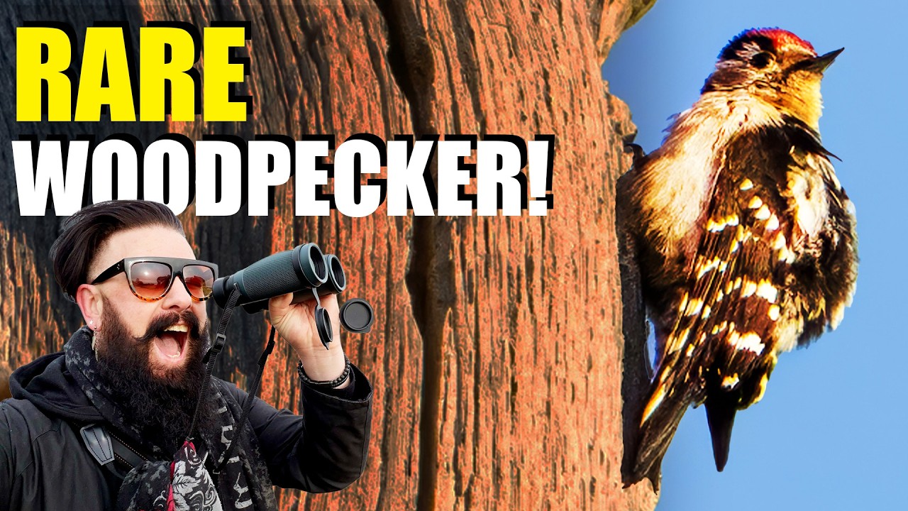 Drumming Lesser Spotted Woodpecker… and a Goshawk in the New Forest!