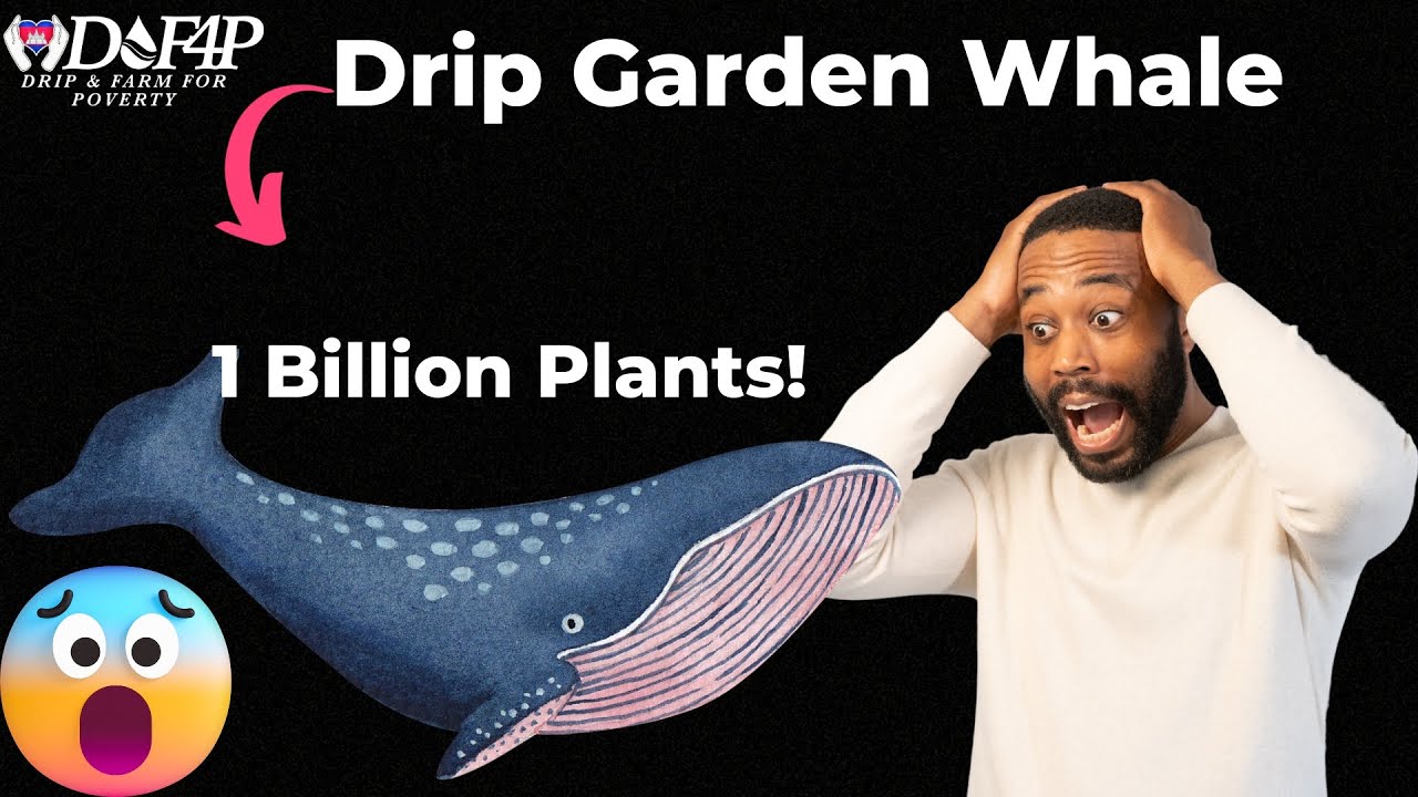 Drip Network Drip garden how whale wallet strategies for maximum gains in the drip garden