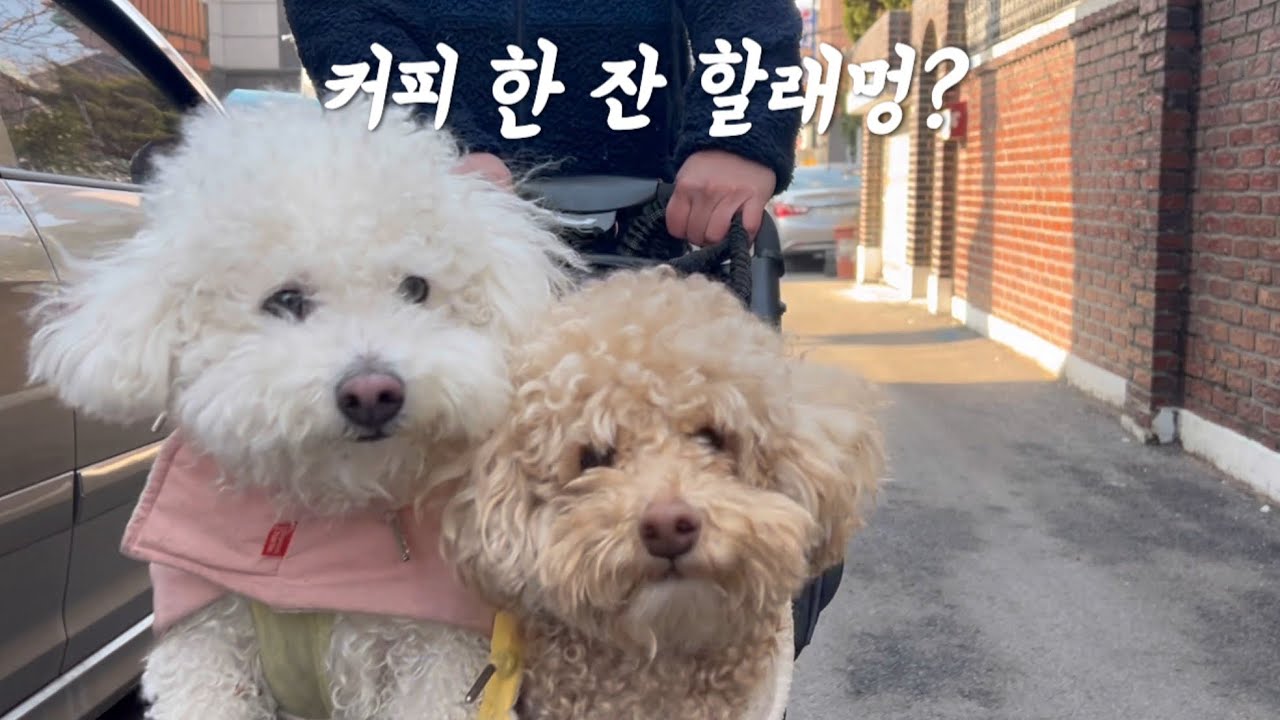 구단이와 여유롭게 보낸 토요일 (미아동카페,미아동애견동반카페,강아지일상,강아지산책,puppy)