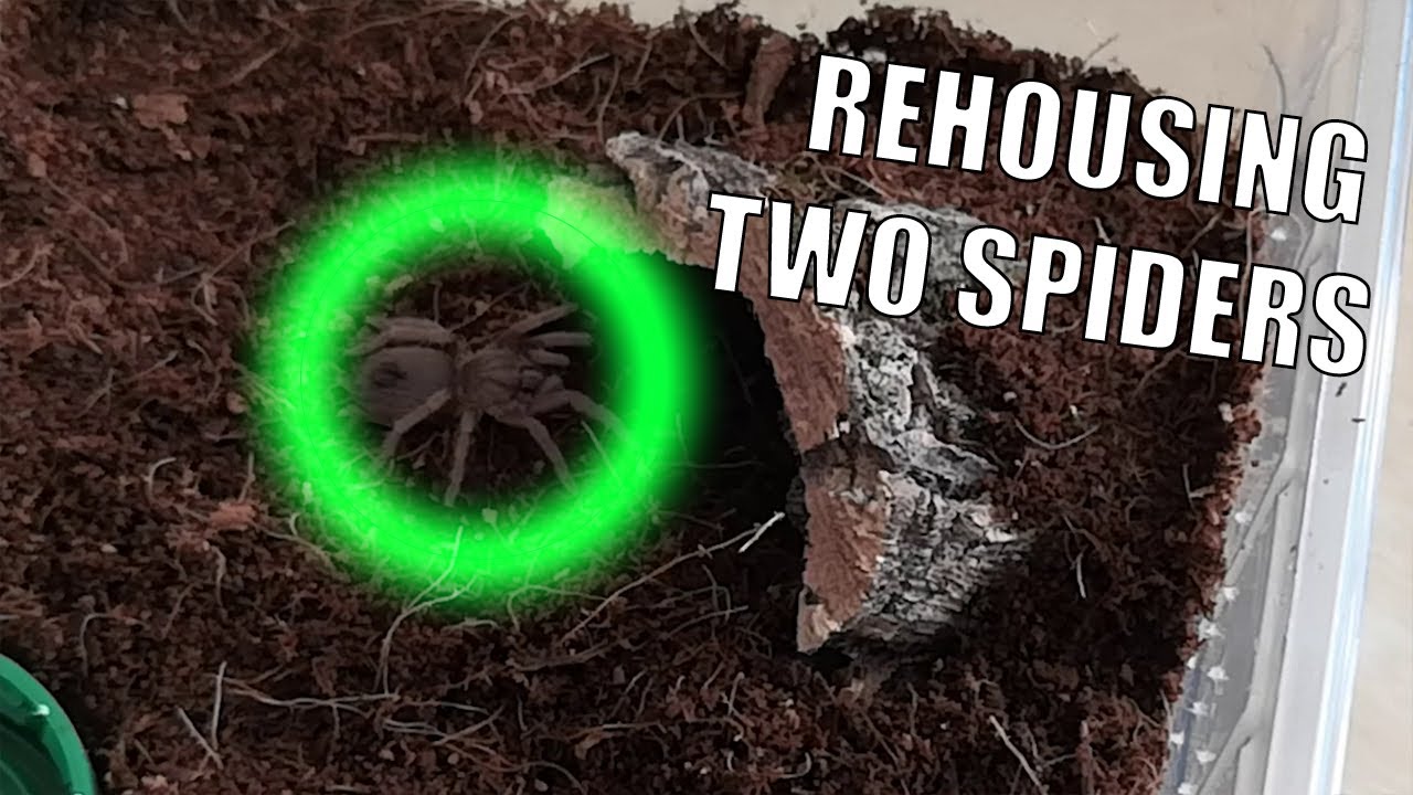 Rehousing two tarantulas, Lasiodora parahybana and Nhandu carapoensis