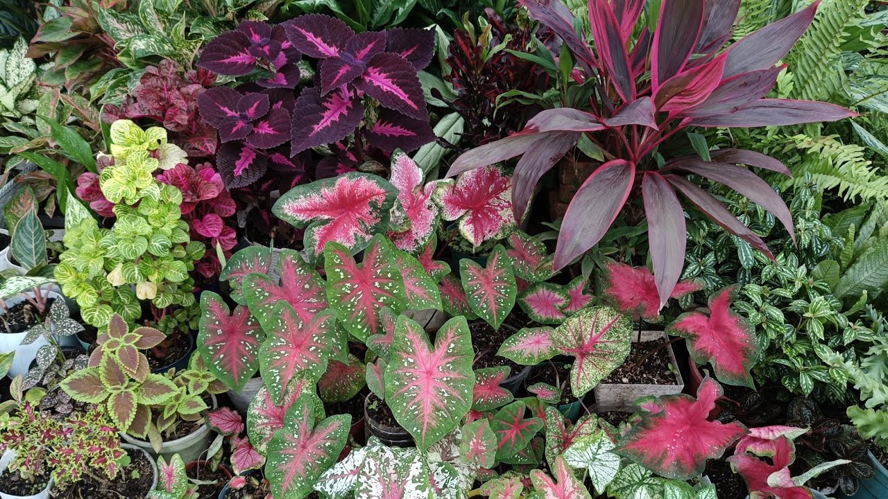 Segunda parte, nuevo lugar para estas plantas. eloasisdesonia.