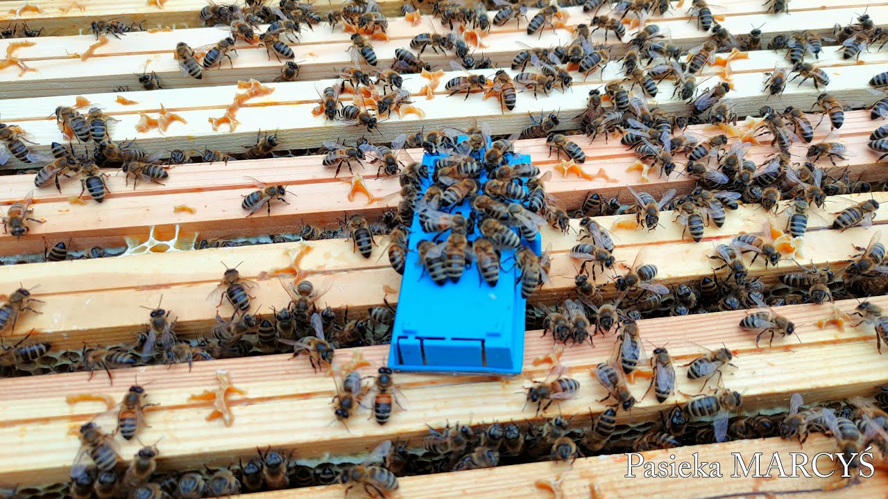 Najszybsza metoda poddawania matek. Poziom średnio zaawansowany.