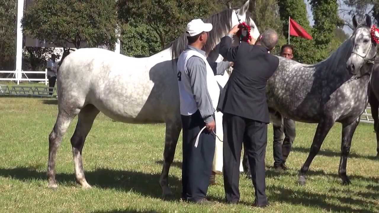 Concours SOREC inter-regional Arabe-Barbe Meknes 2013 