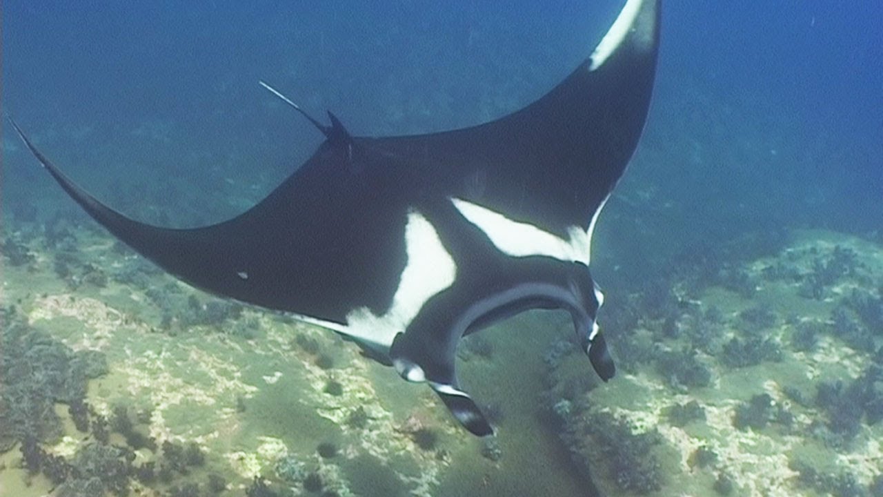 Manta Rays, Eagle Rays & Mobulas - Reef Life of the Andaman - Part 6
