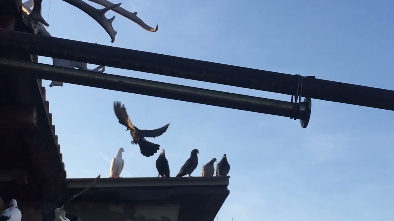#Pigeons.Про старый и новый корм.