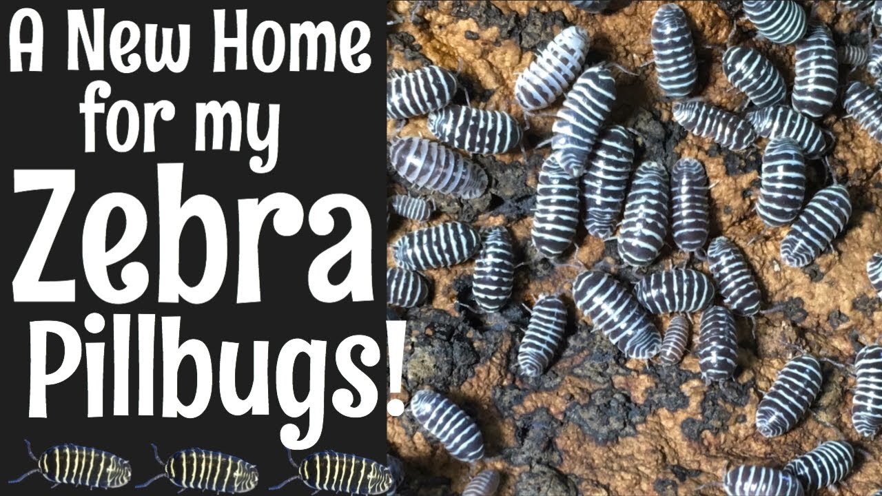 Zebra Isopod (Armadillidium maculatum) Rehousing
