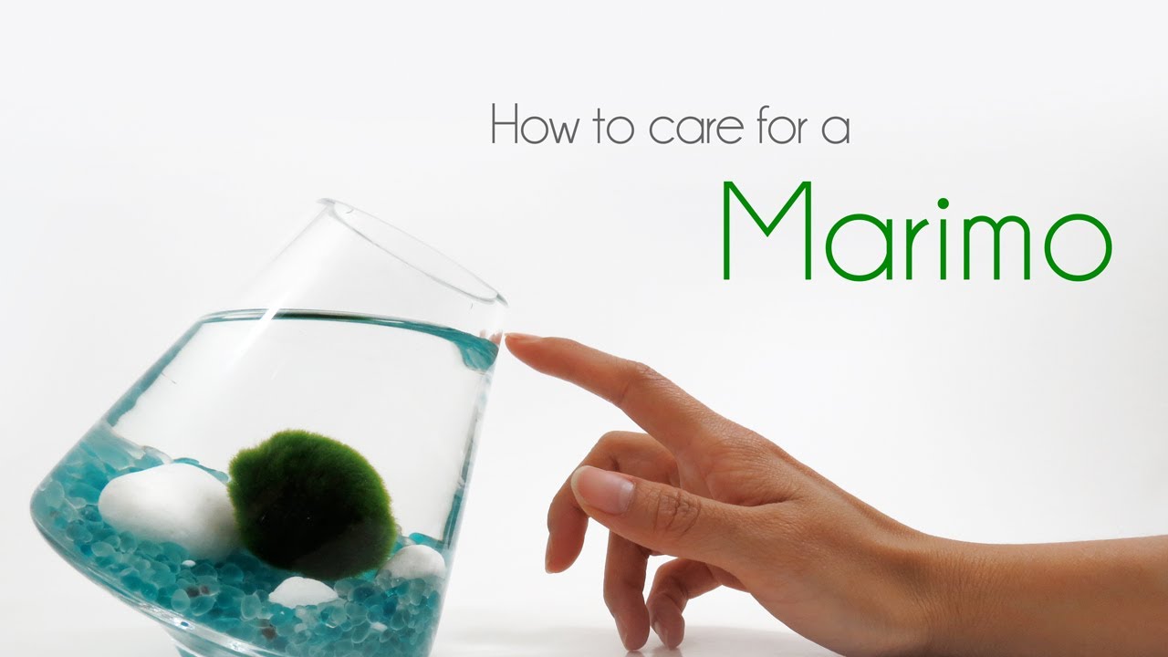 How to Care for Marimos
