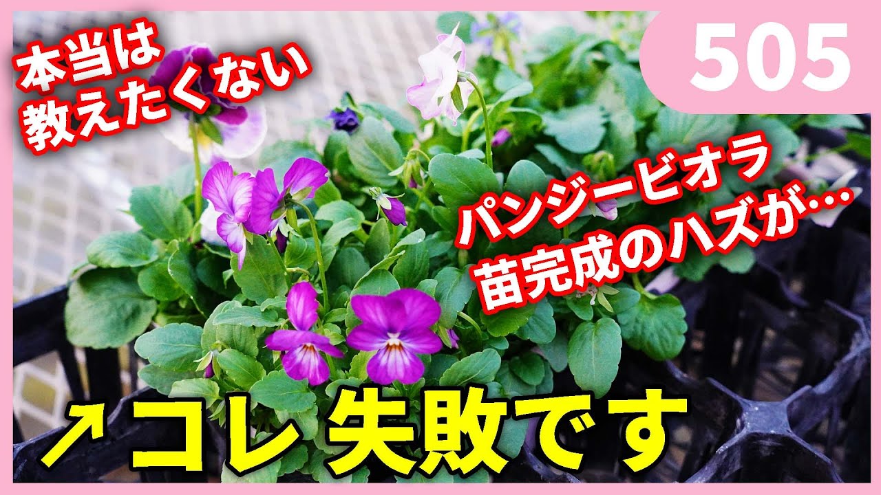 【プロ直伝】【最終回】パンジービオラの時短種まき Vol.5 ポットで育てる時の注意点 by 園芸チャンネル505 園芸 ガーデニング 初心者