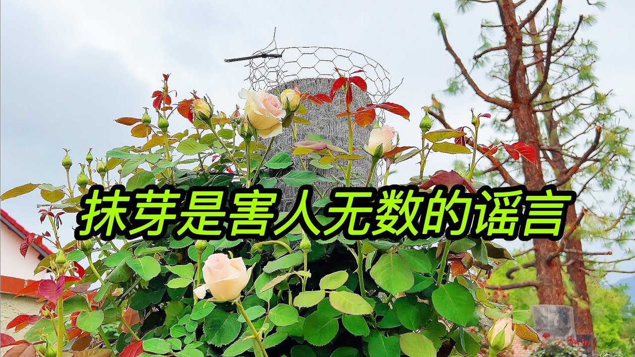 园艺篇371 月季抹芽是害人无数的谣言！看我的花 事实说话，我还告诉你原理！