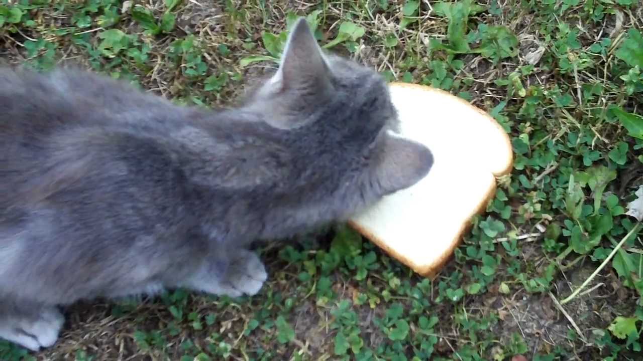 Cat Eats Bread