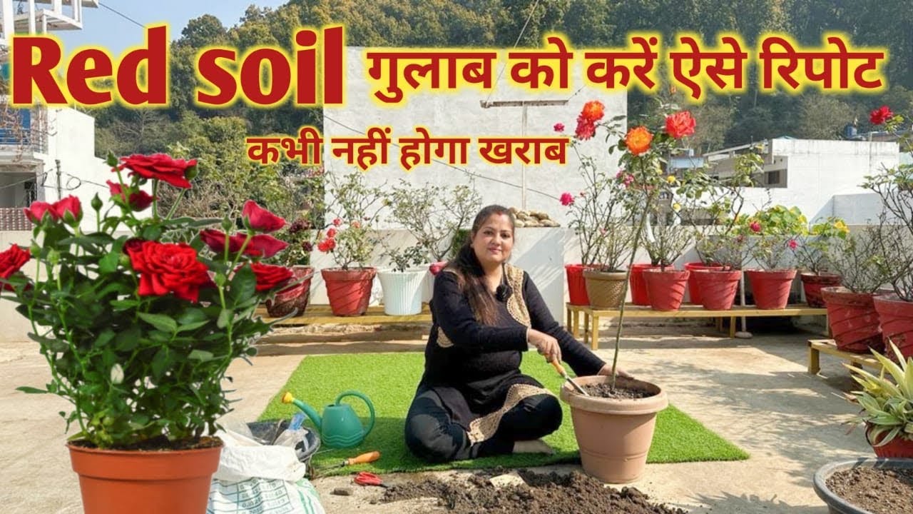 Is Red Soil Good for Rose Plant? What is the best month to plant roses || Rose fertiliser |Rose care