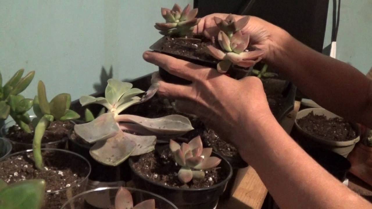 Propagating succulents from stem cuttings
