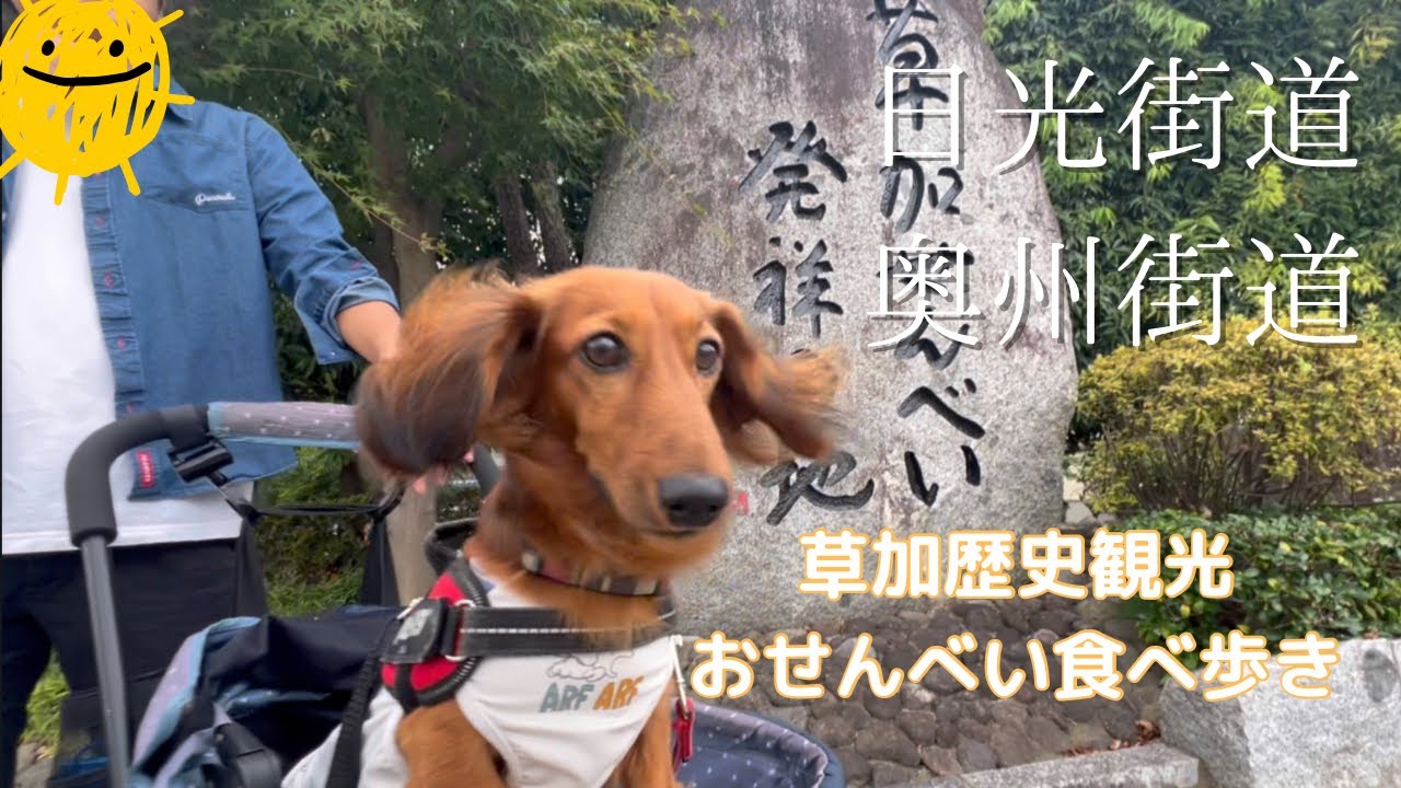 【犬連れ旅行】草加宿で歴史観光、歴史民俗資料館でお勉強