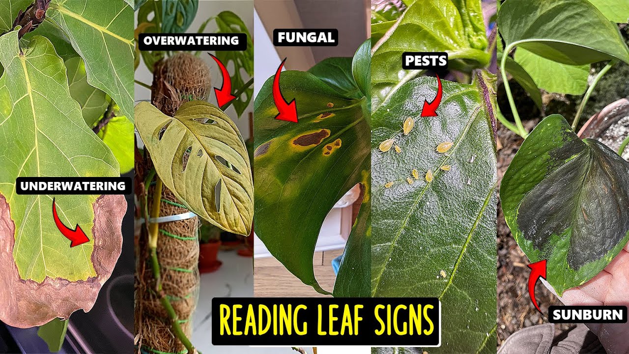 Learn to Read Leaf Signs & Fix them like a Pro